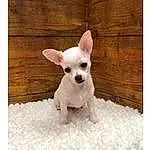 Dog, Dog breed, Carnivore, Ear, Chihuahua, Companion dog, Dog Supply, Fawn, Wood, Snout, Toy Dog, Working Animal, Whiskers, Font, Canidae, Pet Supply, Photo Caption, Russkiy Toy, Tail, Hardwood