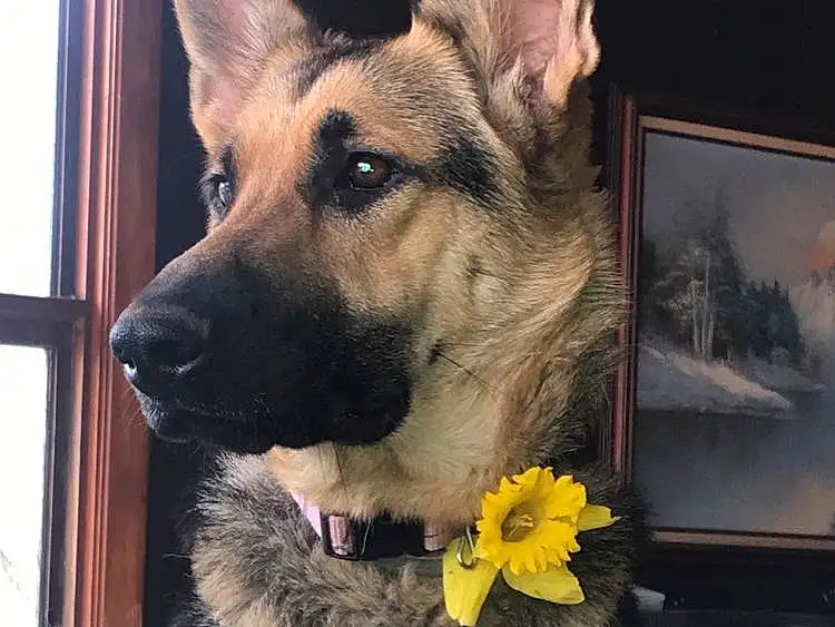 Dog, Dog breed, German Shepherd Dog, Carnivore, Fawn, Companion dog, Herding Dog, Snout, Picture Frame, Collar, Canidae, Furry friends, Working Animal, East-european Shepherd, Dog Supply, Working Dog, King Shepherd, Dog Collar, Pet Supply
