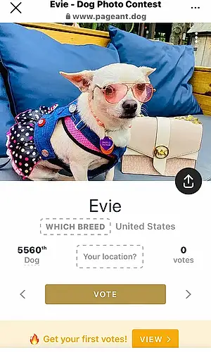 Name Chihuahua Dog Evie