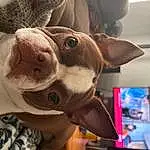 Dog, Working Animal, Jaw, Ear, Dog breed, Carnivore, Fawn, Companion dog, Whiskers, Picture Frame, Snout, Stuffed Toy, Toy, Fun, Furry friends, Plush, Eyewear, Wrinkle, Personal Protective Equipment, Selfie