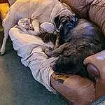 Dog, Comfort, Carnivore, Dog breed, Fawn, Companion dog, Wrinkle, Snout, Working Animal, Human Leg, Nap, Camera, Couch, Canidae, Furry friends, Wrist, Sleep