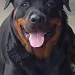 Dog, Jaw, Carnivore, Dog breed, Companion dog, Snout, Terrestrial Animal, Working Animal, Furry friends, Whiskers, Rottweiler, Working Dog, Guard Dog