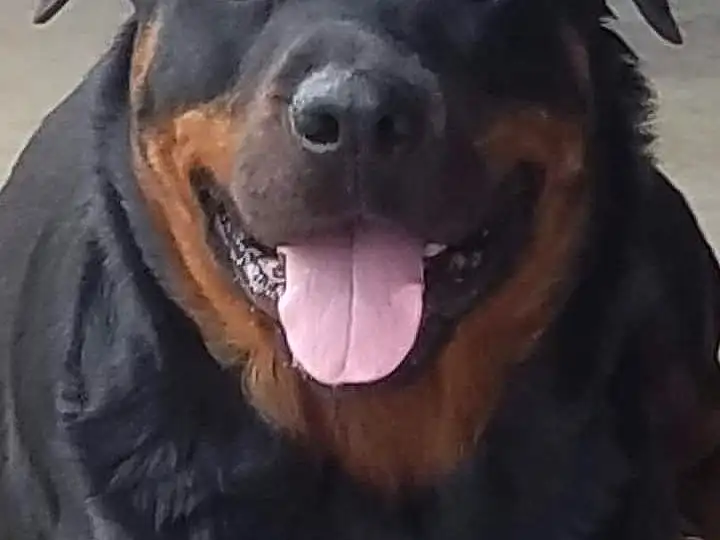 Dog, Jaw, Carnivore, Dog breed, Companion dog, Snout, Terrestrial Animal, Working Animal, Furry friends, Whiskers, Rottweiler, Working Dog, Guard Dog