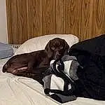 Dog, Comfort, Dog breed, Carnivore, Companion dog, Fawn, Wood, Working Animal, Hardwood, Linens, Canidae, Bed, Room, Dog Supply, Bedding, Guard Dog, Puppy, Bed Sheet