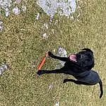 Plant, People In Nature, Road Surface, Asphalt, Grass, Tree, Recreation, Sidewalk, Tail, Concrete, Soil, Leisure, Adventure, Personal Protective Equipment, Shadow, Extreme Sport, Landscape, Dog breed, Leash, Visual Arts