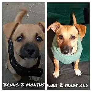 Name Mixed breed Dog Bruno