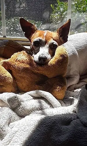 Name Chihuahua Dog Sasha