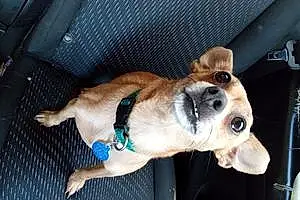 Name Chihuahua Dog Brandy
