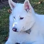 Dog, Eyes, Dog breed, Carnivore, Jaw, Fawn, Companion dog, Snout, Working Animal, Terrestrial Animal, Furry friends, Canidae, Working Dog, Collar, Ancient Dog Breeds, Whiskers, Non-sporting Group, Plant, White Shepherd