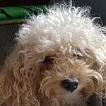 Dog, Water Dog, Carnivore, Dog breed, Companion dog, Toy Dog, Poodle, Snout, Terrier, Canidae, Dog Collar, Furry friends, Labradoodle, Small Terrier, Yorkipoo, Maltepoo, Non-sporting Group, Working Animal, Poodle Crossbreed