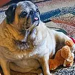 Pug, Dog, Carnivore, Dog breed, Fawn, Companion dog, Wrinkle, Snout, Toy Dog, Canidae, Whiskers, Working Animal, Terrestrial Animal, Furry friends, Puppy, Collar, Ancient Dog Breeds, Paw, Working Dog