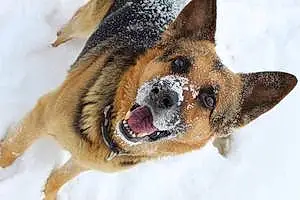 Name German Shepherd Dog Ryker