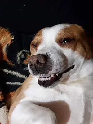 Name Beagle Dog Rebel