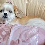 Dog, Dog breed, Carnivore, Liver, Comfort, Fawn, Companion dog, Shih Tzu, Toy Dog, Dog Supply, Working Animal, Furry friends, Mal-shi, Tibetan Spaniel, Small Terrier, Couch, Non-sporting Group, Shih-poo, Terrestrial Animal