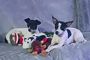 Rat Terrier Dog Lil Debbie And Dotty