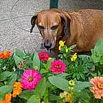 Flower, Plant, Dog, Carnivore, Botany, Petal, Flowerpot, Fawn, Dog breed, Liver, Groundcover, Pet Supply, Companion dog, Grass, Flowering Plant, Annual Plant, Herbaceous Plant, Wildflower, Dog Supply, Working Animal