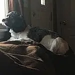 Dog, Dog breed, Carnivore, Comfort, Couch, Companion dog, Window, Tints And Shades, Snout, Working Animal, Furry friends, Canidae, Gun Dog, Door, Darkness, Tail, Sitting, Linens, Whiskers