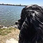 Water, Sky, Dog, Dog breed, Carnivore, Lake, Liver, Companion dog, Grass, Plant, Furry friends, Canidae, Toy Dog, Tail, Beach, Horizon, Fashion Accessory