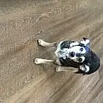 Dog, Carnivore, Dog breed, Wood, Whiskers, Terrestrial Animal, Companion dog, Working Animal, Hardwood, Tail, Lemur, Paw, Furry friends, Claw, Wood Flooring, Canidae, Art, Auto Part