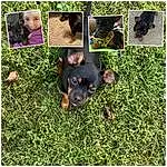Dog, Photograph, Green, Dog breed, Carnivore, Working Animal, Grass, Companion dog, Liver, Terrestrial Plant, Snout, Canidae, Sharing, Terrestrial Animal, Rectangle, Working Dog, Pattern