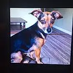 Dog, Dog breed, Carnivore, Fawn, Rectangle, Companion dog, Whiskers, Display Device, Snout, Font, Canidae, Multimedia, Cable Television, Gadget, Television Set, Flat Panel Display, Working Dog, Led-backlit Lcd Display, Furry friends