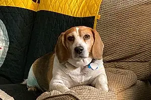 Name Beagle Dog Buddy