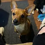 Dog, Eyes, Dog breed, Carnivore, Ear, Whiskers, Companion dog, Fawn, Toy Dog, Snout, Furry friends, Canidae, Event, Russkiy Toy, Terrestrial Animal, Corgi-chihuahua, Working Animal, Comfort, Puppy