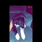 Purple, Carnivore, Display Device, Font, Gadget, Electronic Device, Technology, Magenta, Flat Panel Display, Felidae, Whiskers, Screenshot, Companion dog, Electric Blue, Multimedia, Furry friends, Darkness, Rectangle, Dog breed, Small To Medium-sized Cats