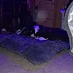 Purple, Felidae, Cat, Carnivore, Violet, Small To Medium-sized Cats, Dog breed, Grass, Tints And Shades, Electric Blue, Whiskers, Midnight, Tail, Magenta, Road Surface, Darkness, Winter, Furry friends, Canidae